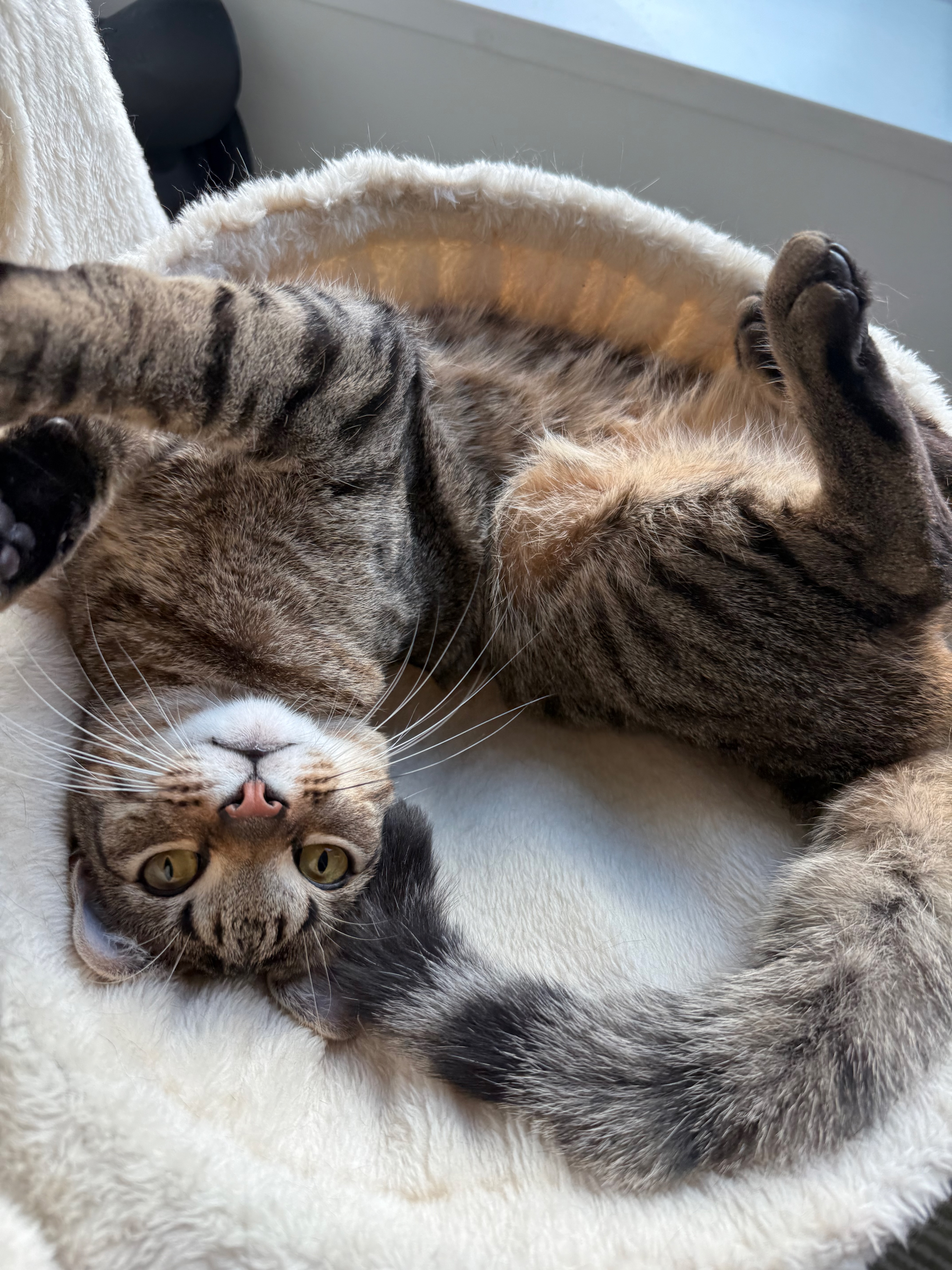 Bean the cat