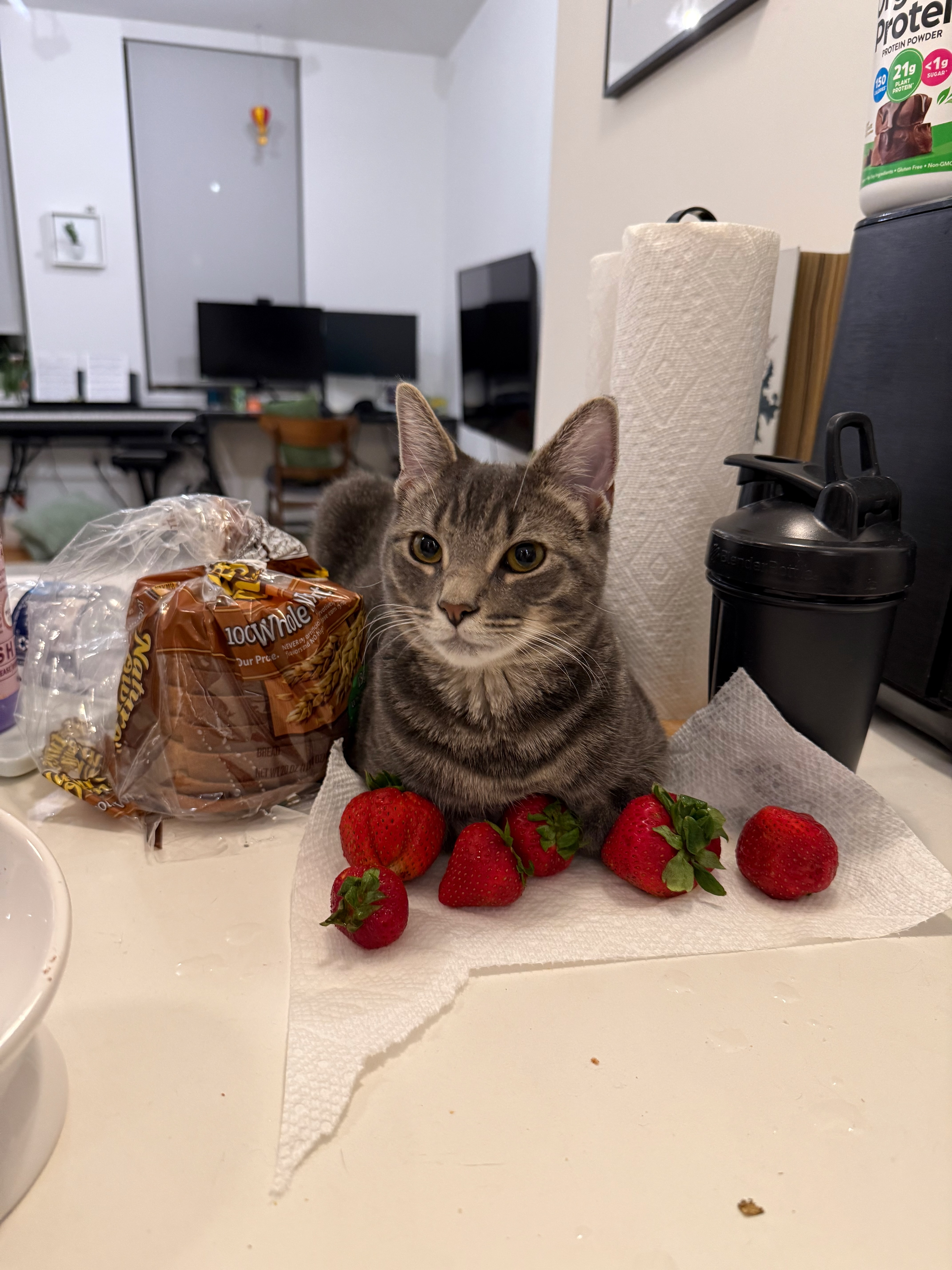 Pickle the cat